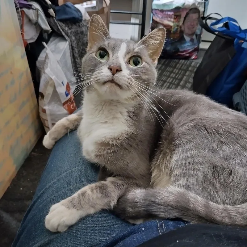 An adult small-sized male Gray / Blue / Silver Domestic Short Hair cat named Olympic for adoption in Tustin, CA