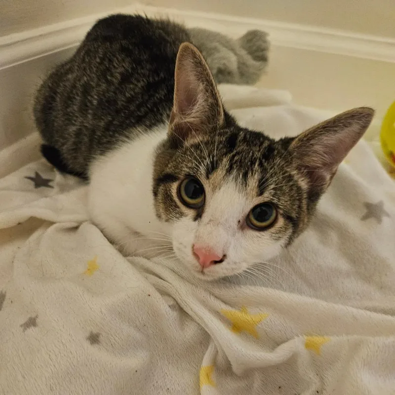 A baby medium-sized male Domestic Short Hair cat named Johan for adoption in Youngsville, NC