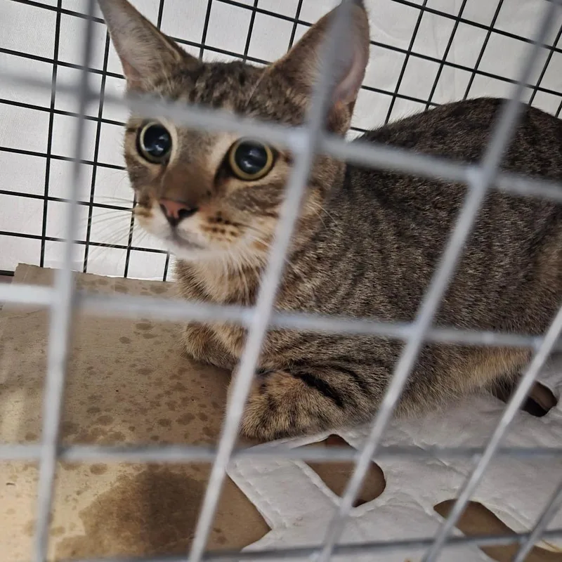 A baby small-sized female Brown / Chocolate Domestic Short Hair cat named Hola for adoption in Montgomery, AL