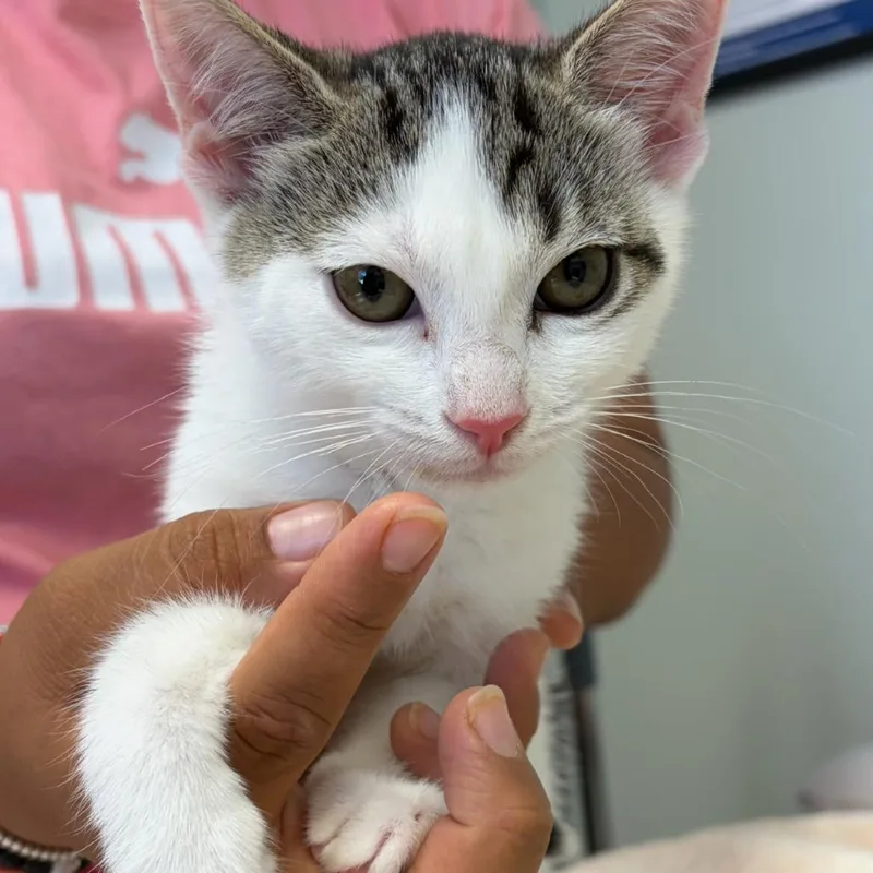 A baby small-sized female Domestic Short Hair cat named Rosa for adoption in Cumming, GA