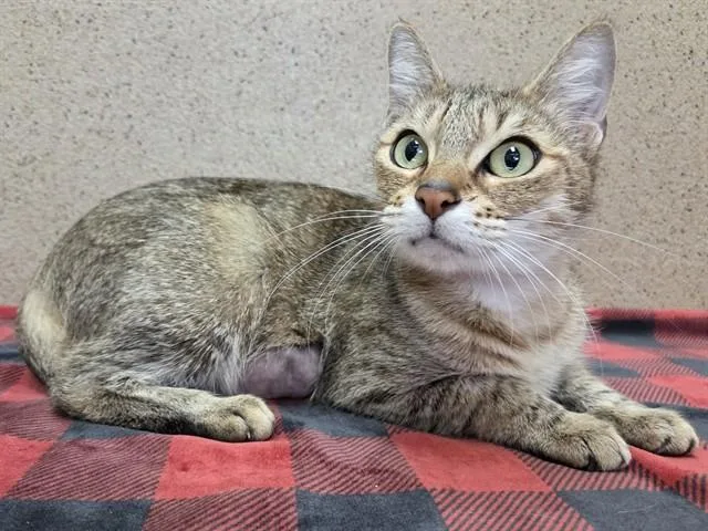 A young small-sized female Domestic Short Hair cat named Lainey for adoption in Sacramento, CA