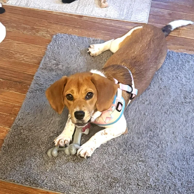A young medium-sized female Beagle dog named Dolly for adoption in Chantilly, VA