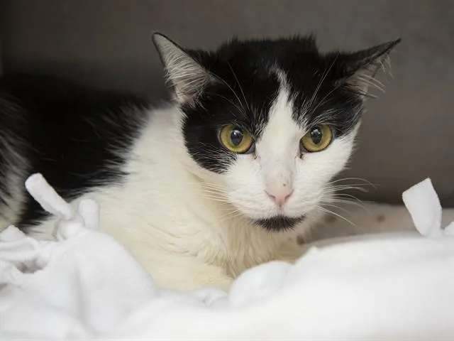 An adult small-sized female Domestic Short Hair cat named Ribbit for adoption in Phoenix, AZ