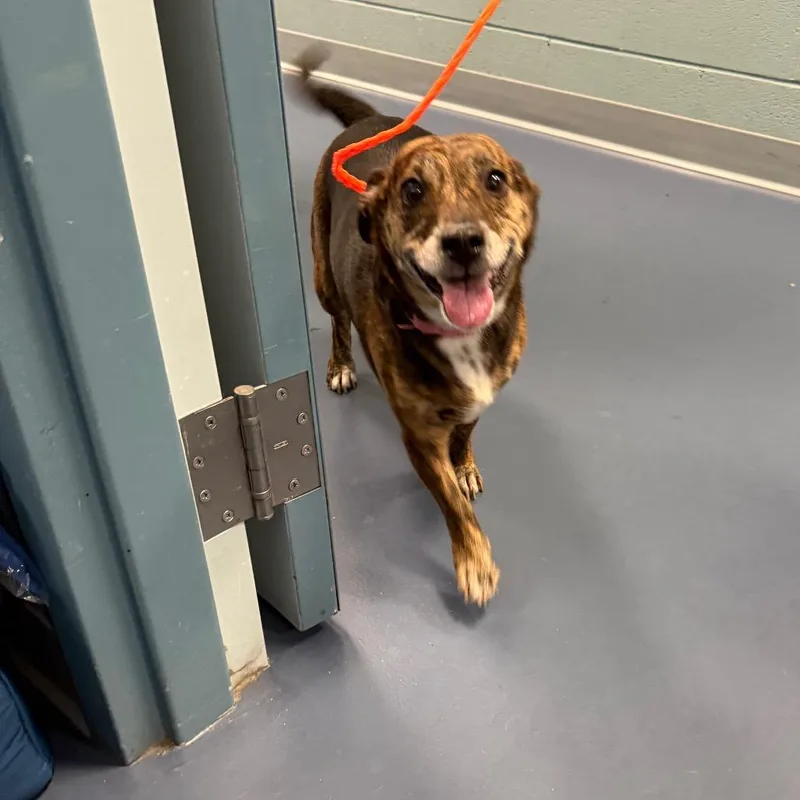 An adult medium-sized female Brindle Terrier dog named Gypsy for adoption in Greensboro, NC