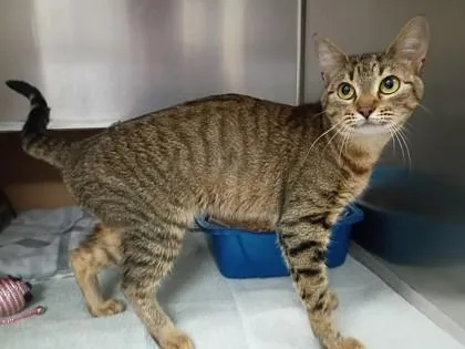 An adult medium-sized female Domestic Short Hair cat named Cookie for adoption in West Chester, PA