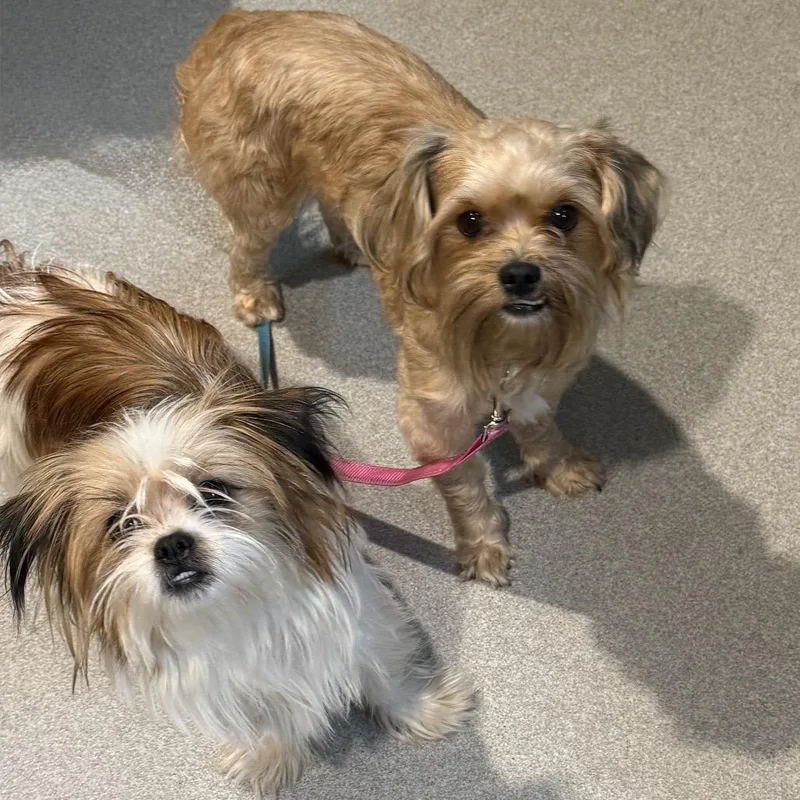 An adult small-sized male Shih Tzu dog named Peanut for adoption in Cumming, GA