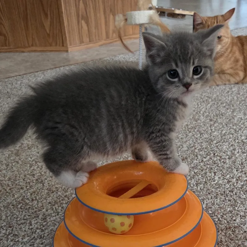 A baby small-sized female Gray / Blue / Silver Domestic Short Hair cat named Tamika for adoption in Baltimore, MD