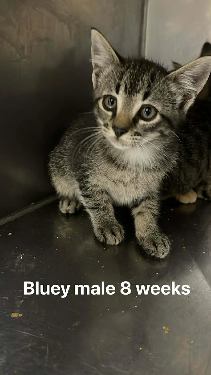 A baby medium-sized male Tabby (Gray / Blue / Silver) Domestic Short Hair cat named Bluey for adoption in Fort Payne, AL