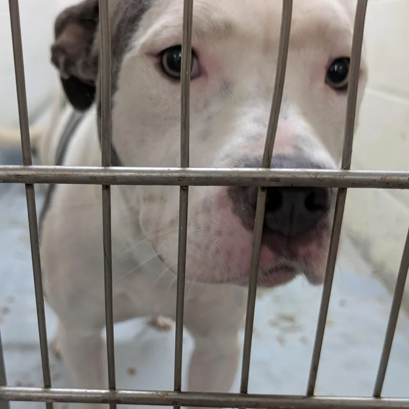 Looking For Owner