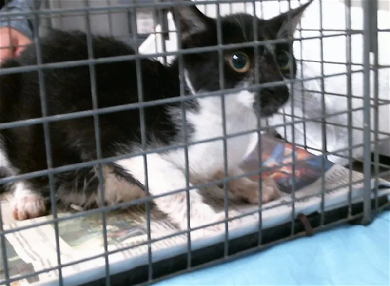 A young small-sized female Domestic Short Hair cat named A for adoption in Houston, TX