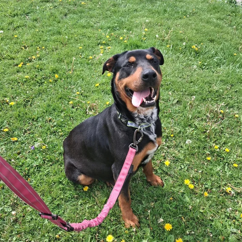 An adult large-sized female Black Rottweiler dog named Ziva for adoption in Lima, OH