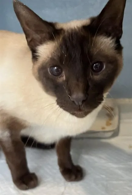 An adult small-sized male Siamese cat named Coco for adoption in Westminster, MD