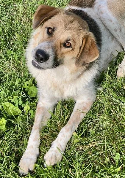 An adult medium-sized female White / Cream Great Pyrenees dog named Nanna for adoption in Glasgow, KY