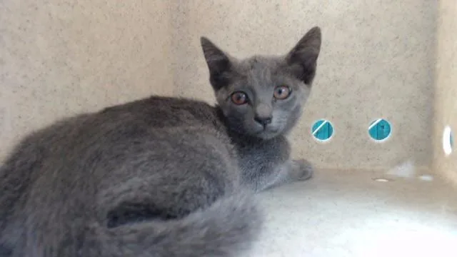 A baby medium-sized female Domestic Short Hair cat named Sofie for adoption in Downey, CA