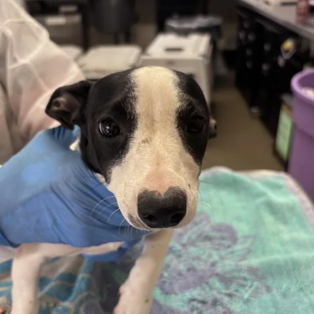 A baby small-sized female Black Mixed Breed dog named Molasses for adoption in Asheville, NC