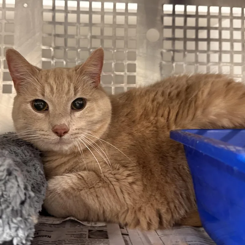 A senior small-sized male Buff / Tan / Fawn Domestic Short Hair cat named Tani for adoption in Mount Vernon, IN