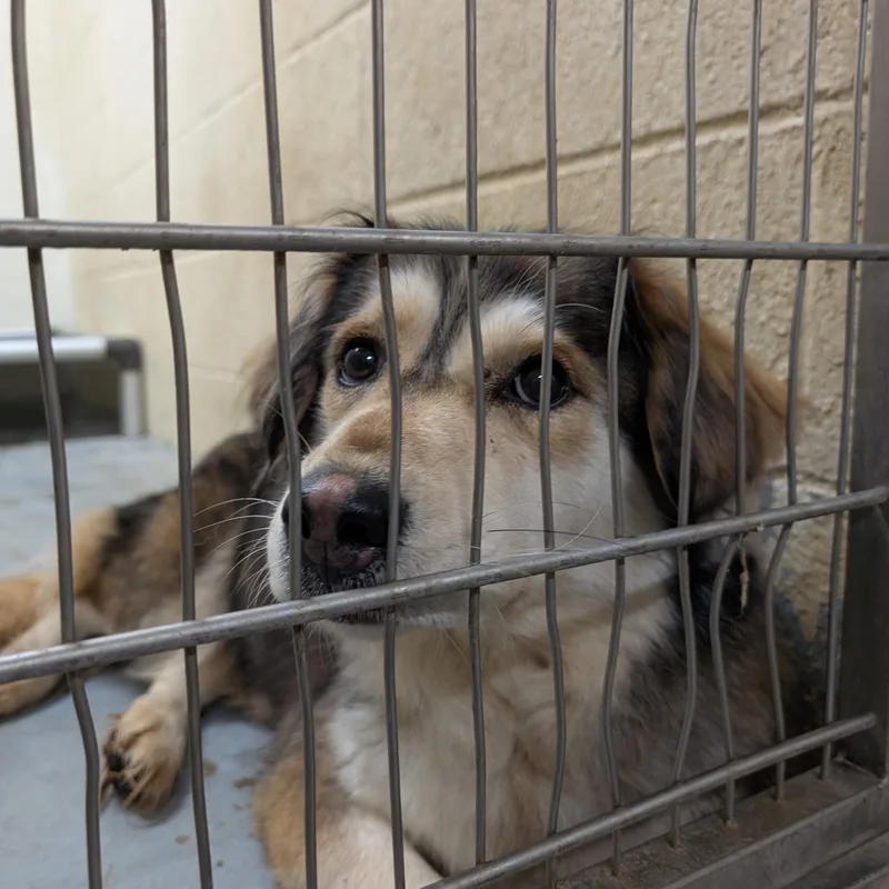 An adult medium-sized female Brown / Chocolate Australian Shepherd dog named Looking For Owner for adoption in Ravenna, OH