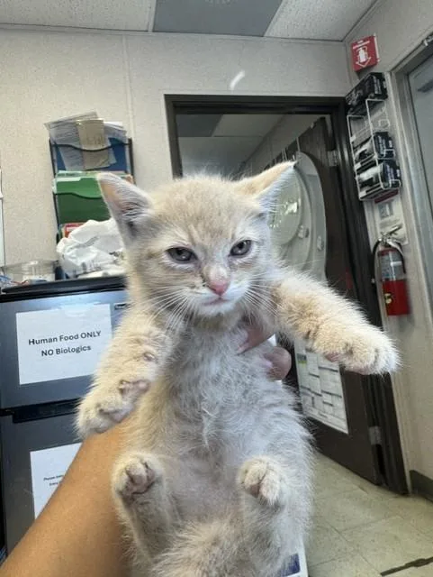 A baby small-sized male Domestic Short Hair cat named Joey for adoption in Stockton, CA
