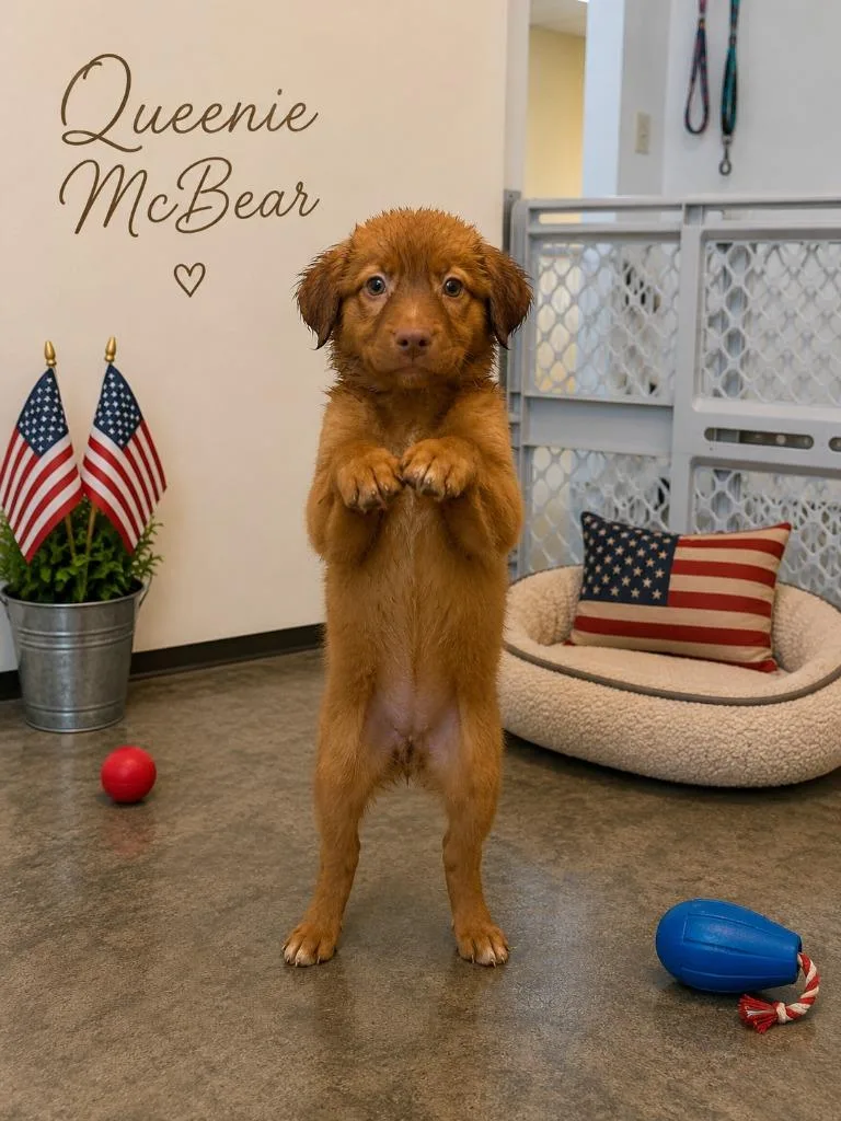 A baby small-sized female Mixed Breed dog named Queenie McBear for adoption in Centralia, IL