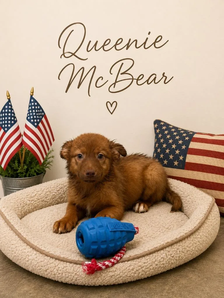 Queenie McBear thumbnail 2