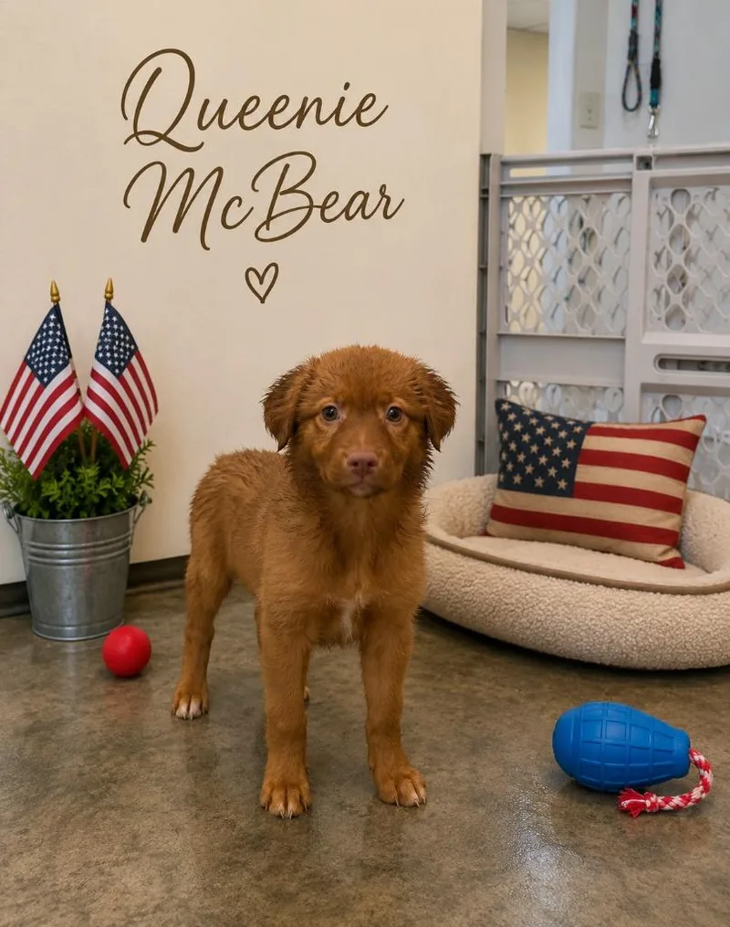Queenie McBear thumbnail 3