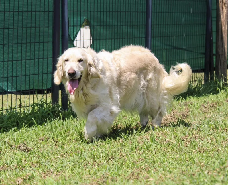 An adult medium-sized female Golden Retriever dog named Petra for adoption in Neosho, MO