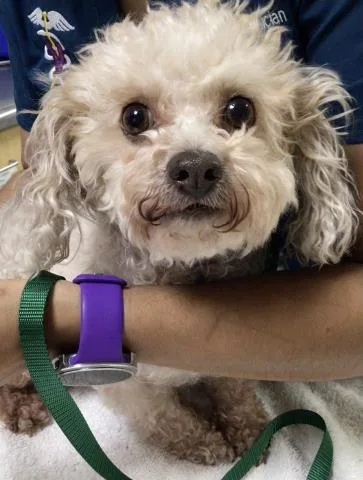 An adult small-sized female Poodle dog named Baby for adoption in Riverside, CA