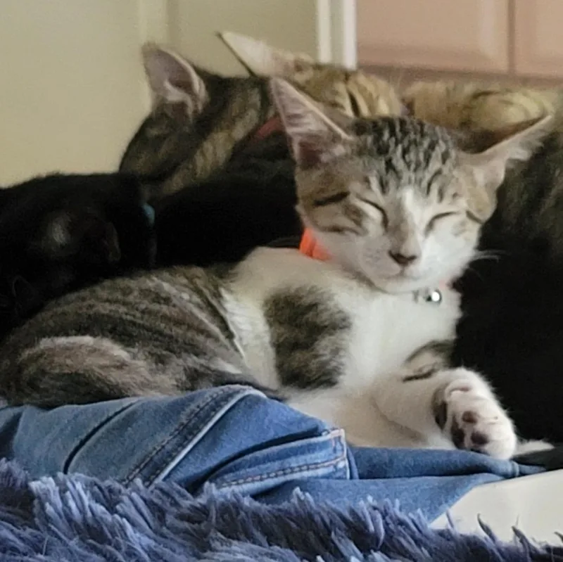 A baby small-sized male Gray & White Domestic Short Hair cat named Pip for adoption in Orlando, FL