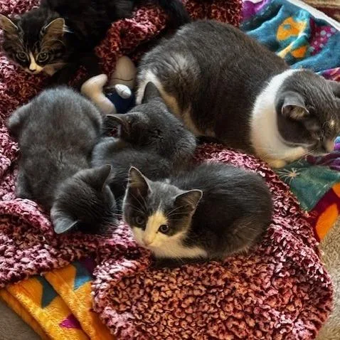 A baby small-sized male Gray / Blue / Silver Domestic Short Hair cat named Wyatt for adoption in Prosper, TX