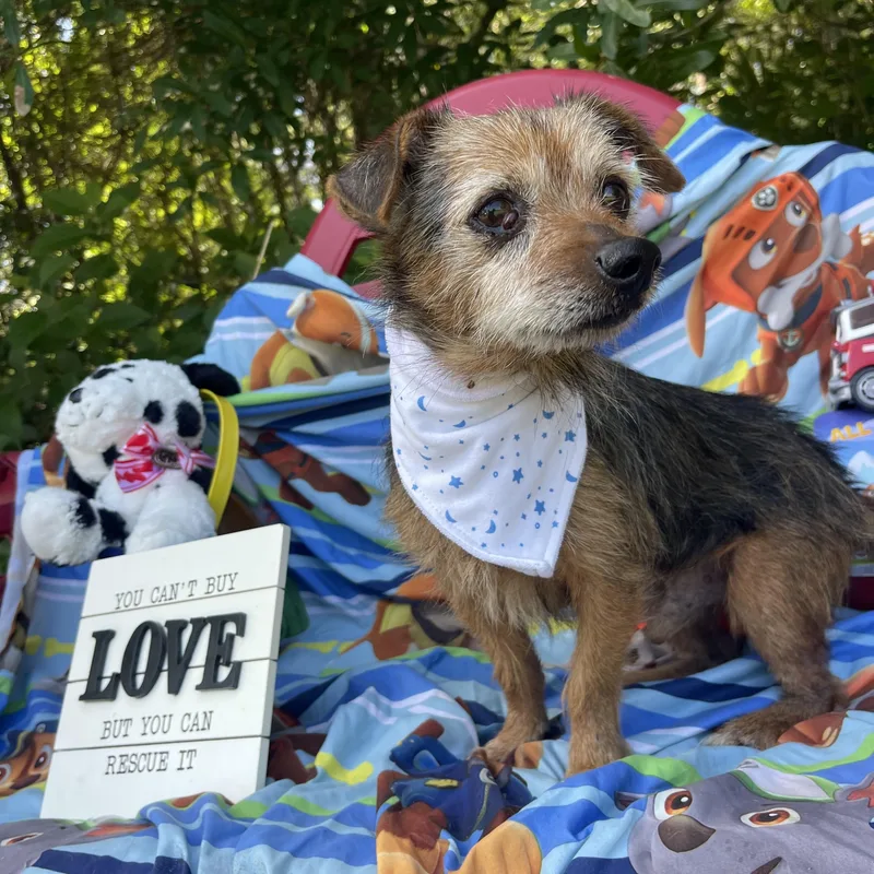 An adult small-sized male Norfolk Terrier dog named Rascal for adoption in Sebring, FL