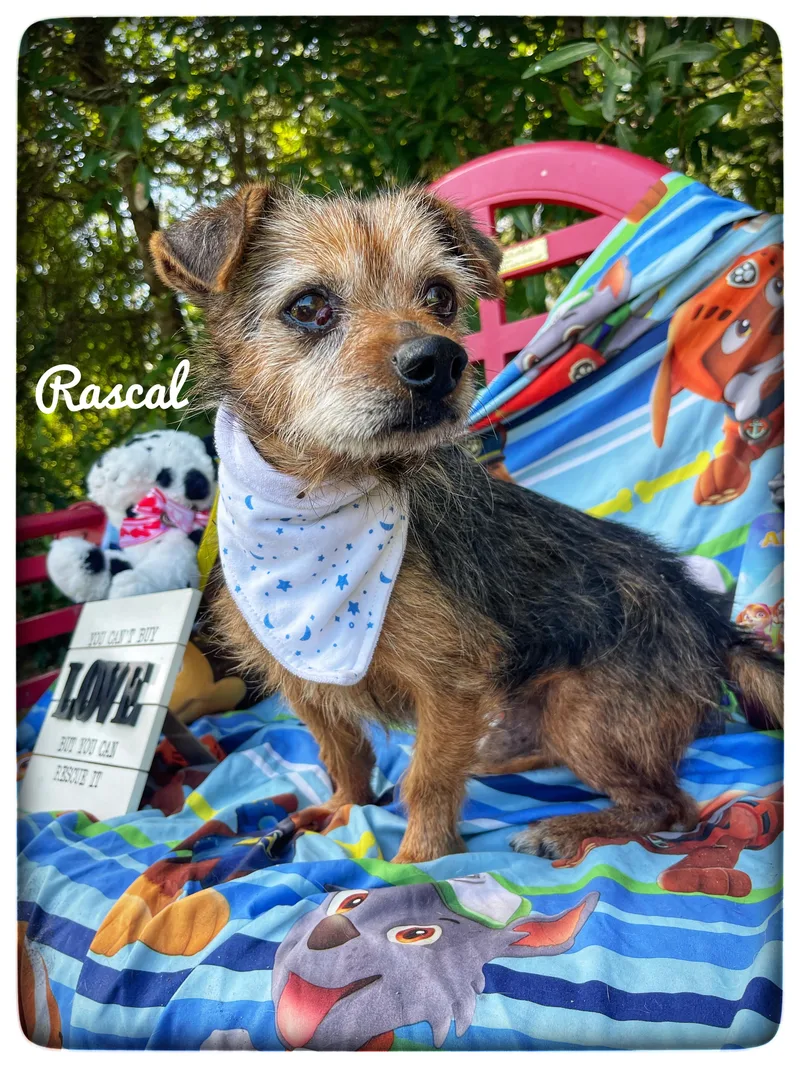 Rascal thumbnail 3