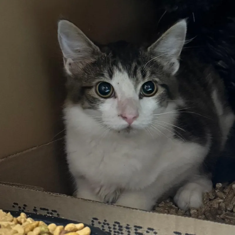 A baby small-sized female White Domestic Short Hair cat named Ivvy for adoption in Madisonville, KY