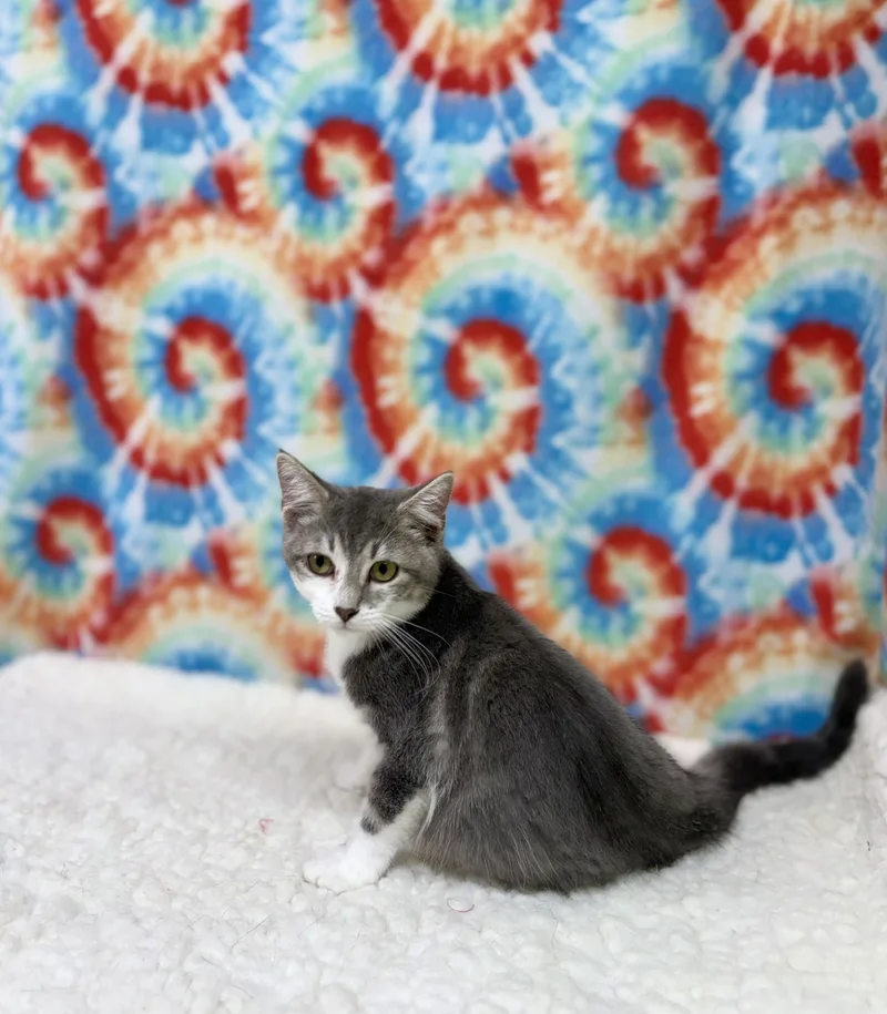 A young medium-sized male Gray & White Domestic Short Hair cat named Peppo for adoption in Upper Sandusky, OH