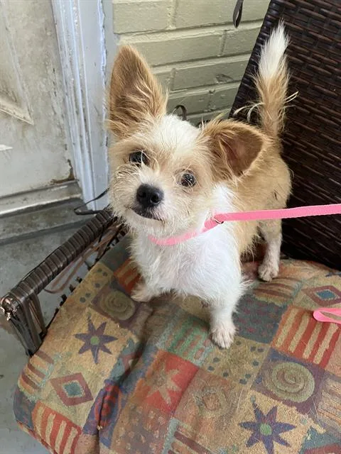 A young small-sized male Mixed Breed dog named Rattie for adoption in Dallas, TX