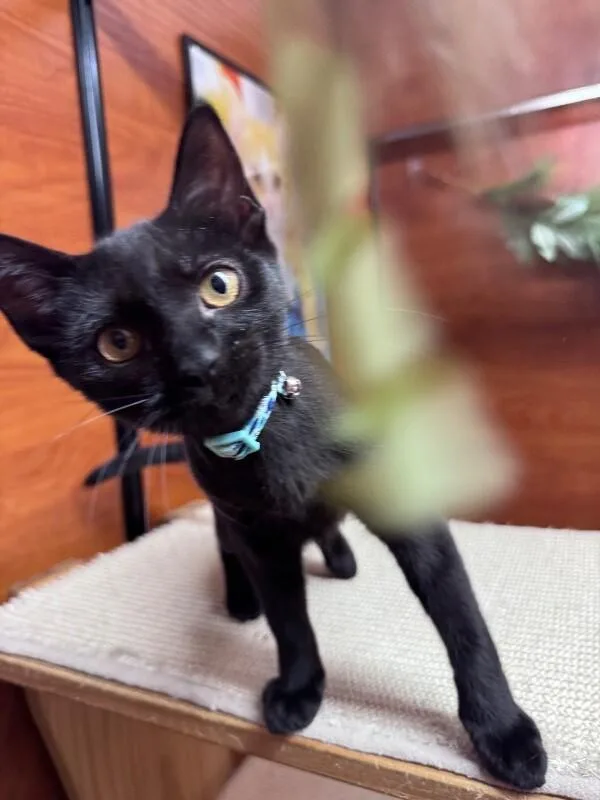A young medium-sized female Black Domestic Short Hair cat named Geneva for adoption in North Babylon, NY