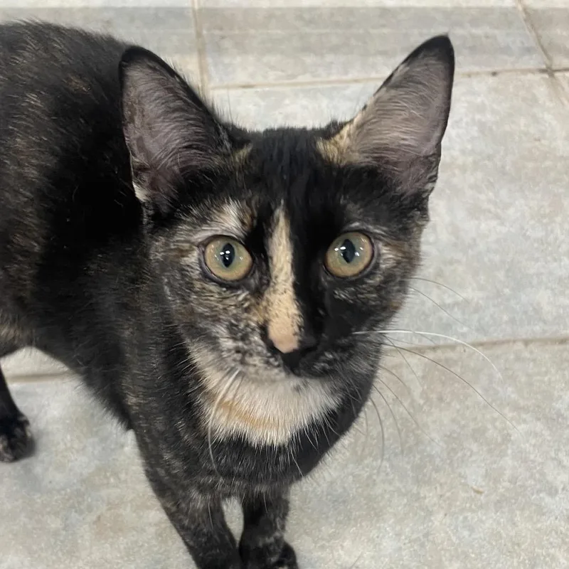 A young medium-sized female Tortoiseshell Domestic Short Hair cat named Bo Peep for adoption in East Smithfield , PA