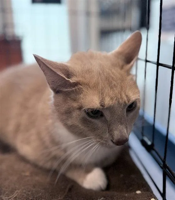 A senior medium-sized male Domestic Short Hair cat named Alejandro for adoption in Tavares, FL