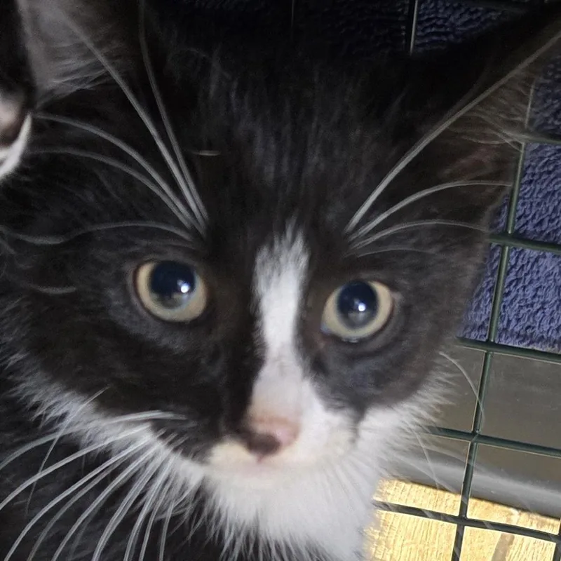 A baby small-sized male Black Domestic Short Hair cat named Independence for adoption in Newark, NJ