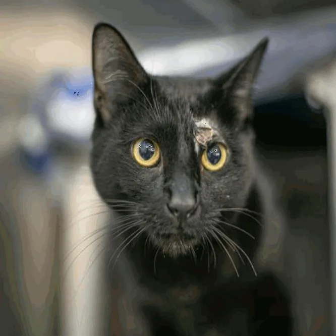 A young medium-sized male Domestic Short Hair cat named Aaron for adoption in New York, NY