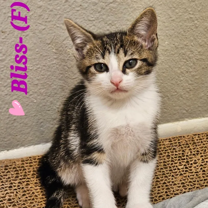 A baby small-sized female Brown / Chocolate Domestic Short Hair cat named Bliss for adoption in Westminster, CA