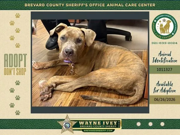 A young medium-sized male Mixed Breed dog named Star Boy for adoption in Melbourne, FL
