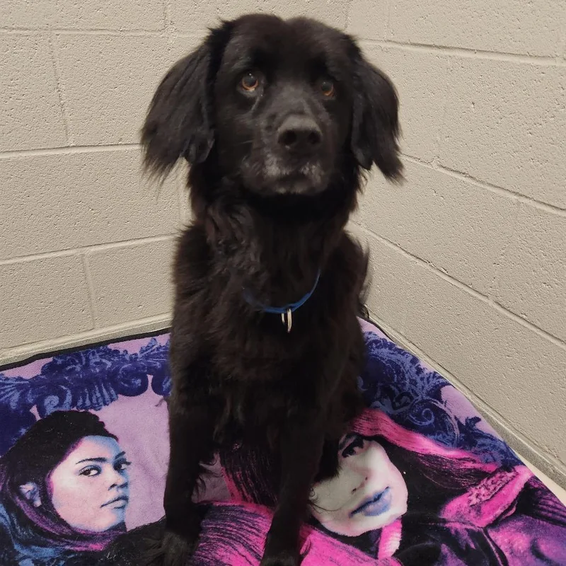 An adult medium-sized male Flat-Coated Retriever dog named Abraham for adoption in Cumming, GA