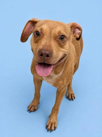 A young medium-sized male Terrier dog named Drogo for adoption in Gulfport, MS