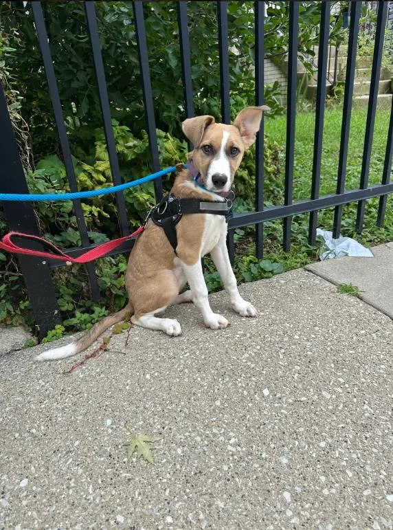 A baby small-sized female Foxhound dog named Cassie for adoption in Chicago, IL