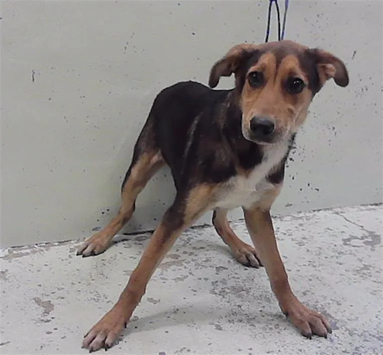 A baby medium-sized female German Shepherd Dog dog named Tamara for adoption in Houston, TX