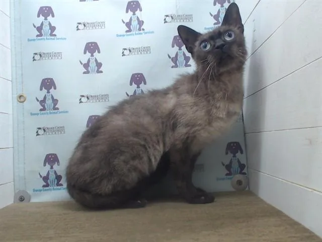 An adult small-sized male Domestic Short Hair cat named Gizmo for adoption in Orlando, FL