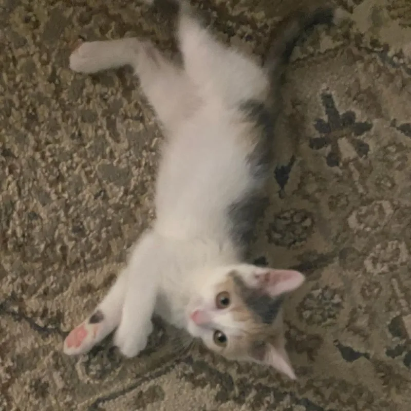 A baby small-sized female Calico Domestic Short Hair cat named Gordita for adoption in Charlottesville, VA