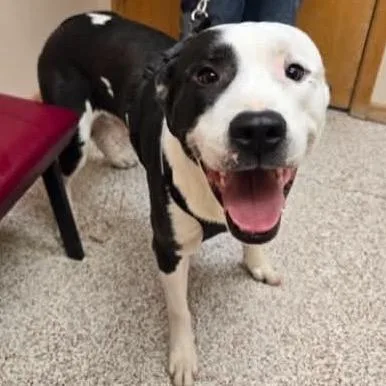 An adult large-sized male White / Cream Mixed Breed dog named Oakley for adoption in Olathe, KS