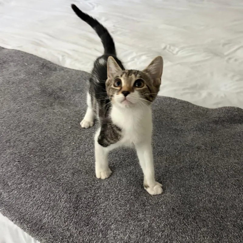 A baby small-sized female Brown / Chocolate Domestic Short Hair cat named Claire for adoption in Hamburg, NY