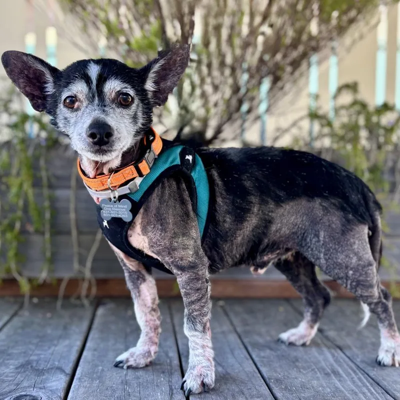 Rolly Polly thumbnail 2